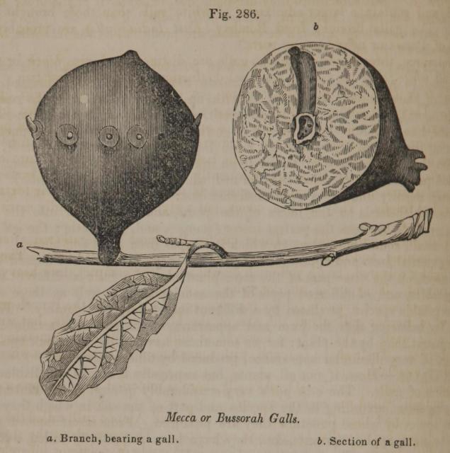 Fig. 286. Mecca or Bussorah Galls.