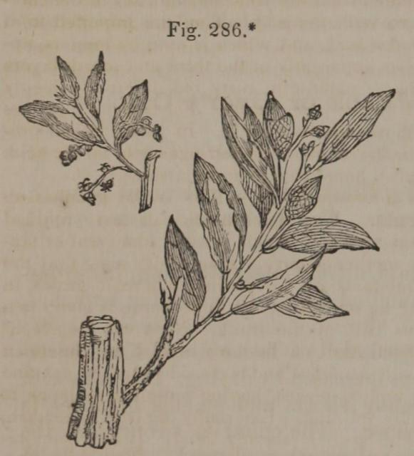 Fig. 286.*