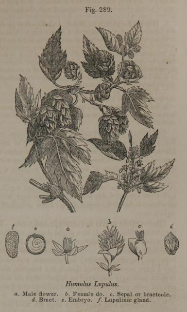 Fig. 289. Humulus lupulus.