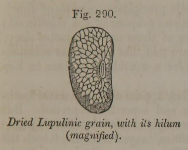 Fig. 290. Dried Lupulinic grain