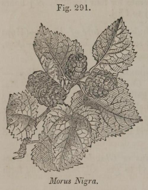 Fig. 291. Morus nigra.