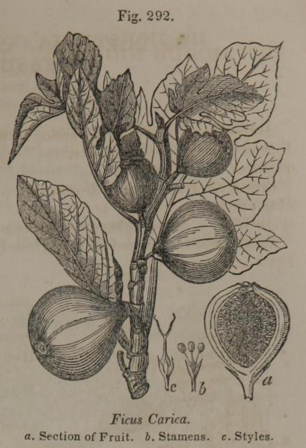 Fig. 292. Ficus Carica.