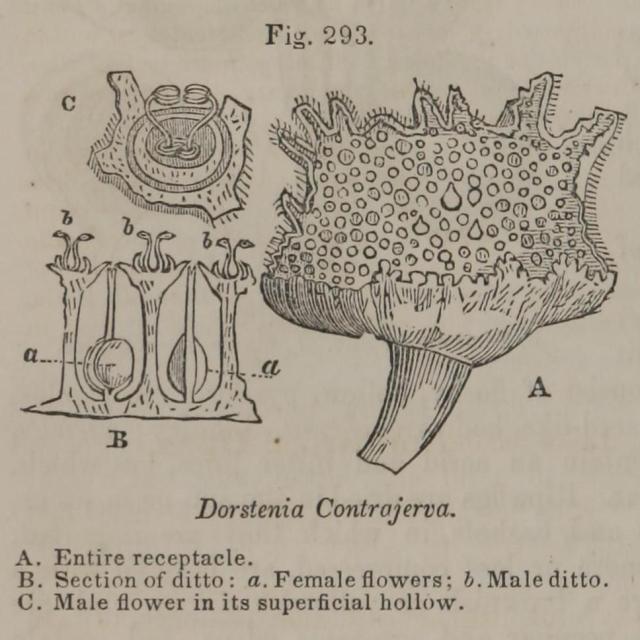 Fig. 293. Dorstenia Contrajerva.