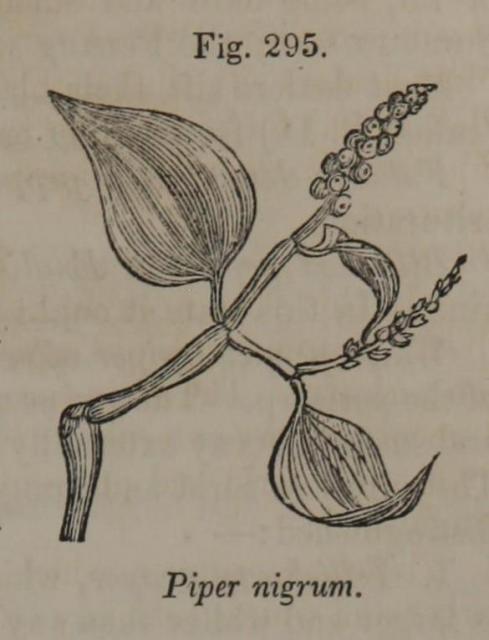 Fig. 295. Piper nigrum.