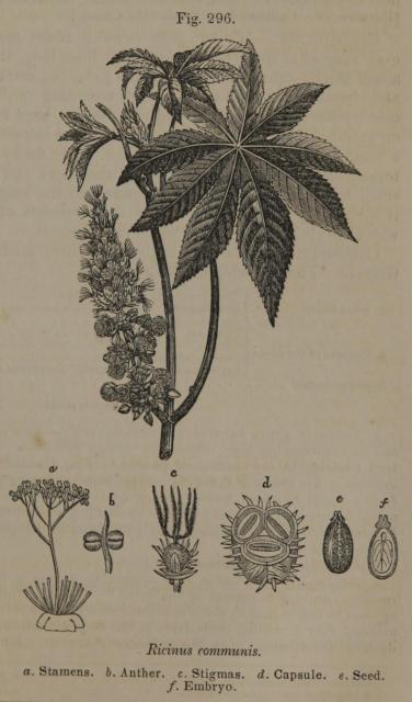 Fig. 296. Ricinus communis.