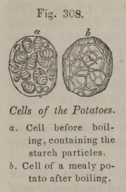 Fig. 308. Cells of the Potatoes.