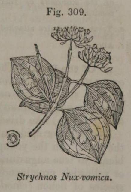 Fig. 309. Strychnos Nux-vomica.