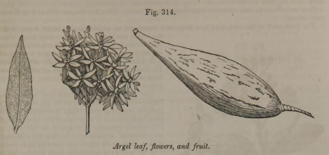 Fig. 314. Argel leaf, flowers, and fruit.