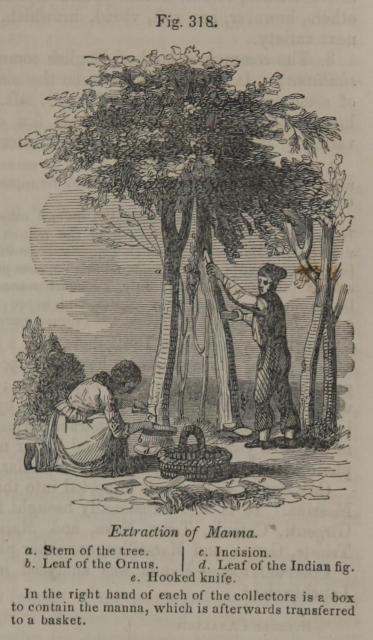 Fig. 318. Extraction of Manna.