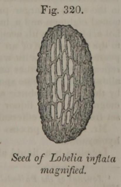 Fig. 320. Seed of Lobelia inflata magnified.