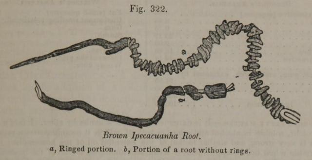 Fig. 322. Brown Ipecacuanha Root.