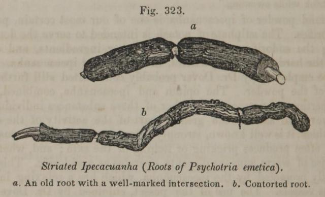 Fig. 323. Striated Ipecacuanha.