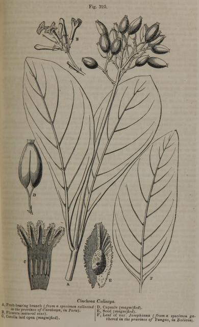 Fig. 325. Cinchona Calisaya.