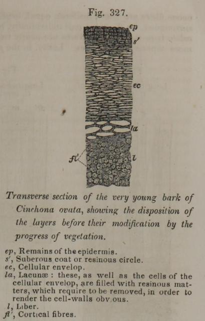 Fig. 327. Transverse section of the very young bark