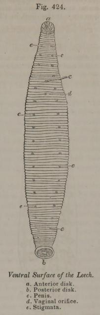 Pereira Fig 424