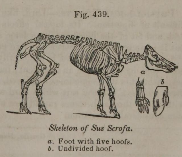 Pereira Fig 439