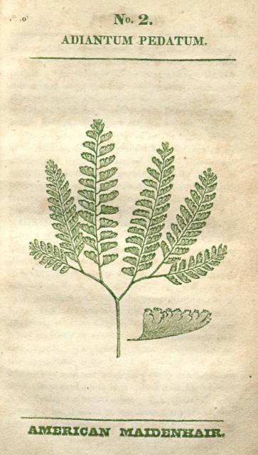 No. 02. Adiantum pedatum.