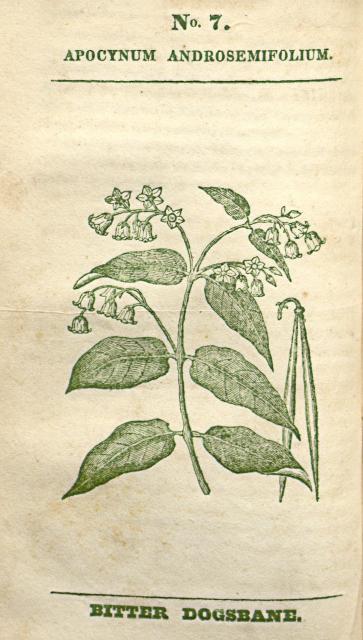 No. 07. Apocynum androsemifolium.