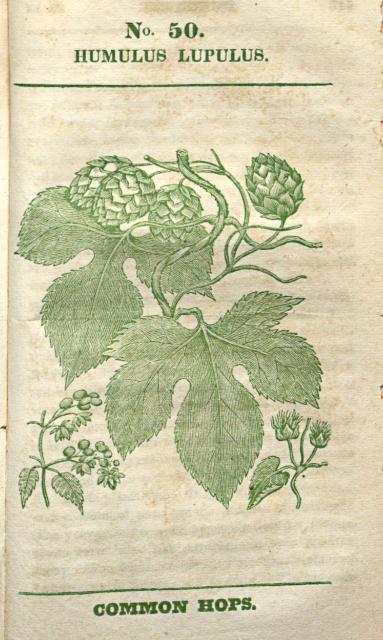 No. 50. Humulus lupulus.