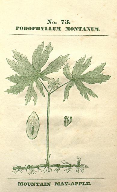 No. 73. Podophyllum montanum.