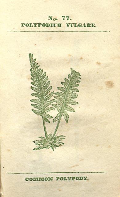 No. 77. Polypodium vulgare.