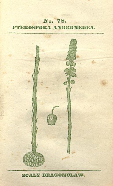 No. 78. Pterospora andromedea.