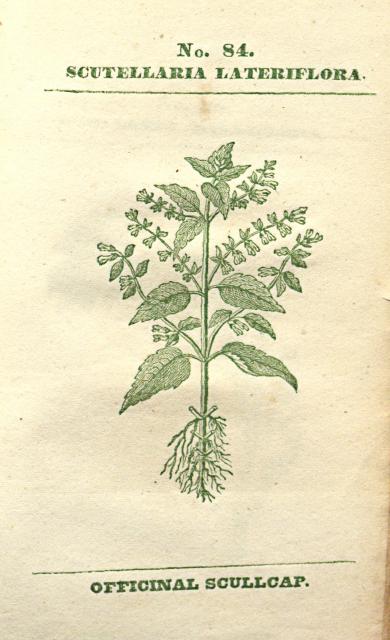 No. 84. Scutellaria lateriflora.