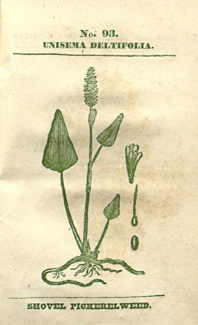 No. 93. Unisema deltifolia.