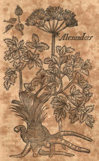 Alexanders.