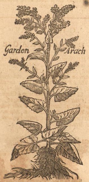 Arach, Garden.