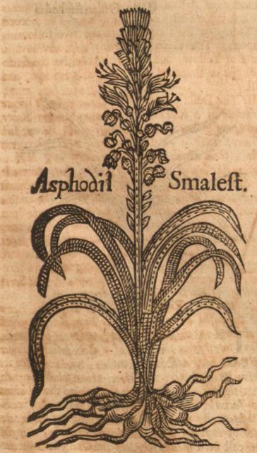 Asphodil, Smalest.