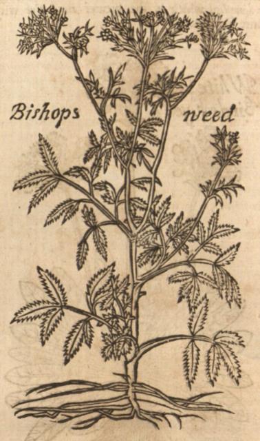 Bishop's weed.