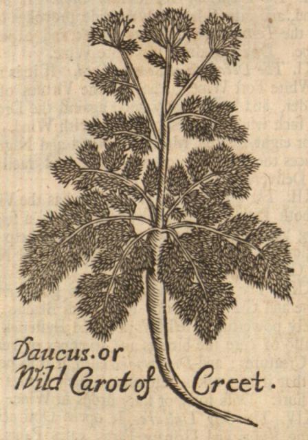 Carot, Wild of Creet, or Daucus.