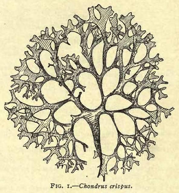 Fig. 1. Chondrus crispus.