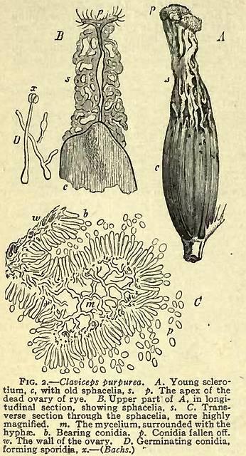 Fig. 2. Claviceps purpurea.