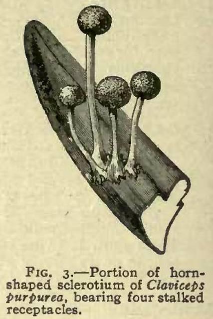 Fig. 3. Portion of hornshaped sclerotium.