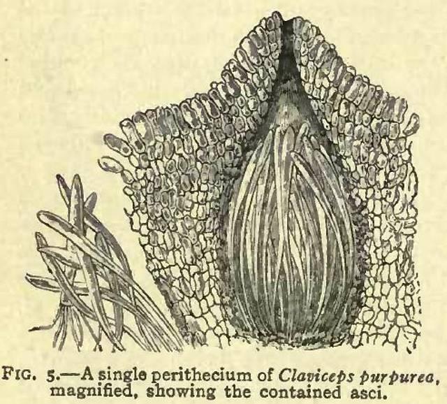 Fig. 5. A single perithecium.