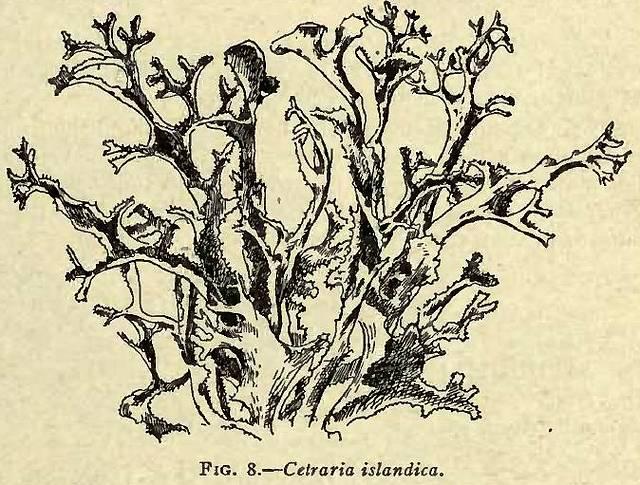 Fig. 8. Cetraria islandica.