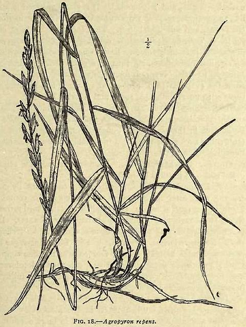 Fig. 18. Agropyron repens.