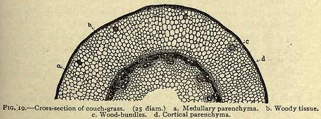 Fig. 19. Cross-section of couch-grass.