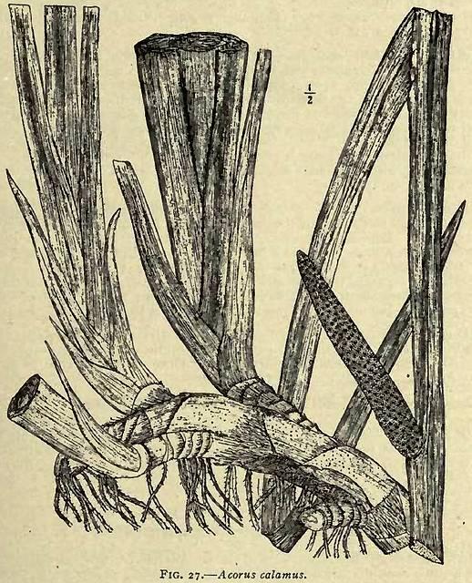 Fig. 27. Acorus calamus.