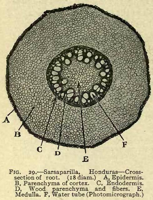 Fig. 29. Sarsaparilla, Honduras.