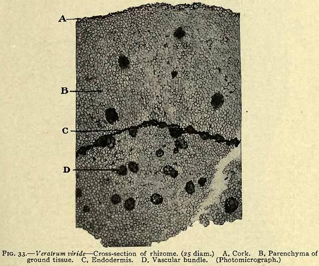 Fig. 33. Veratrum viride