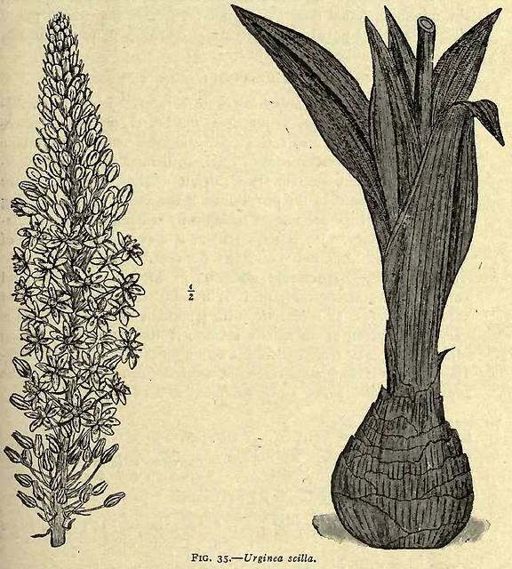 Fig. 35. Urginea scilla.