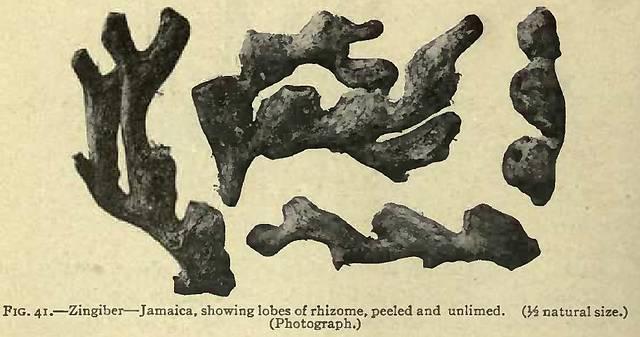 Fig. 41. Zingiber - Jamaica.