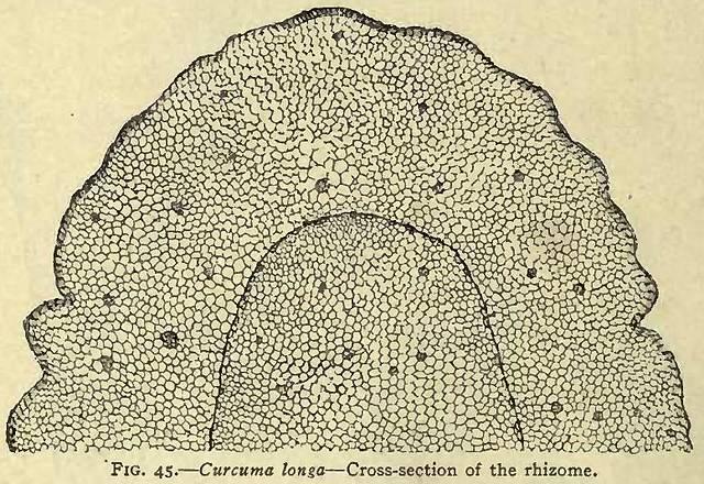 Fig. 45. Curcuma longa.