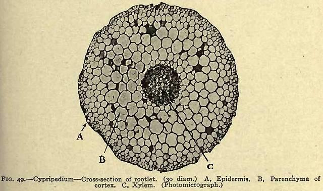 Fig. 49. Cypripedium - Cross-section of rootlet.