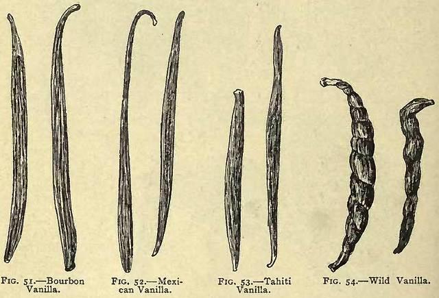 Fig. 51-54. Vanilla.