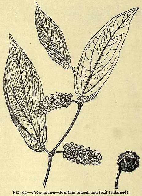 Fig. 55. Piper cubeba.