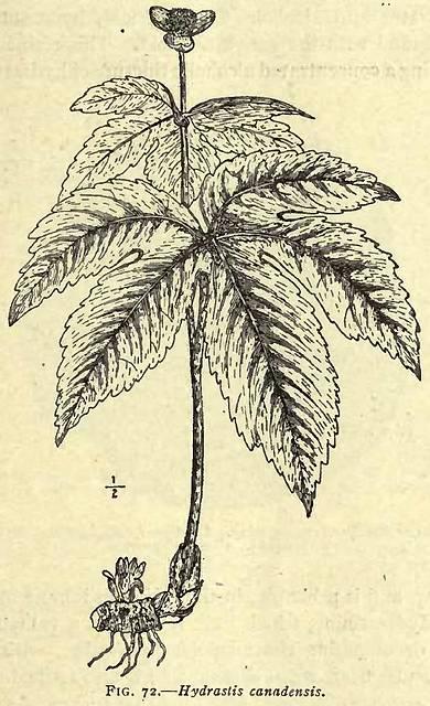 Fig. 72. Hydrastis canadensis.